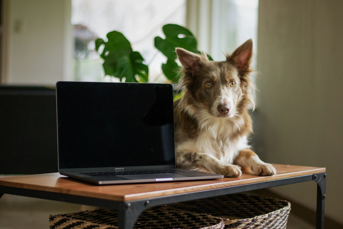 Vibe Coding Is Changing Software Development—But It Hasn't Replaced Developers